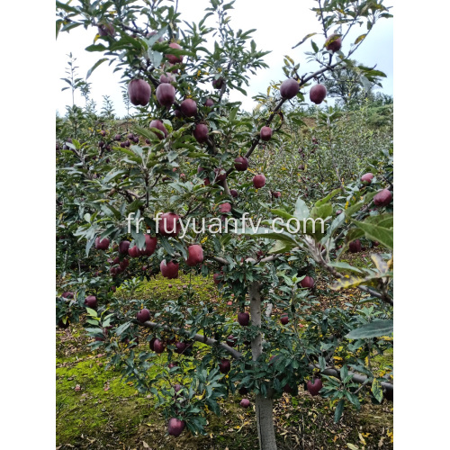 Nouvelle pomme Huaniu, année 2019